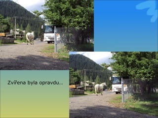Zvířena byla opravdu… 