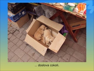 …  doslova cokoli. 