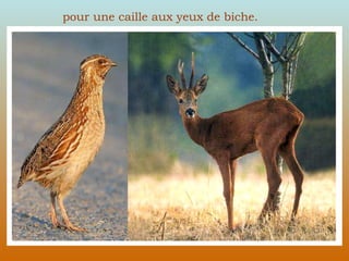 pour une caille aux yeux de biche. 