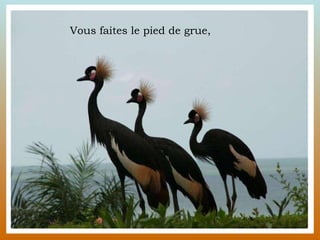 Vous faites le pied de grue,  