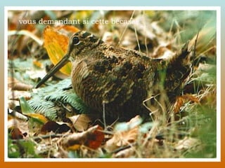 vous demandant si cette bécasse  