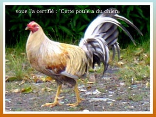 vous l'a certifié : "Cette poule a du chien, 