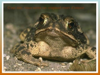 C'est sûr, vous serez un crapaud mort d'amour.  