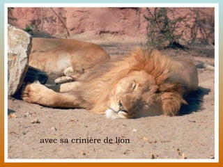 avec sa crinière de lion 