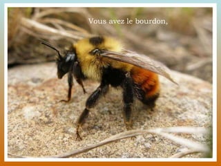 Vous avez le bourdon, 