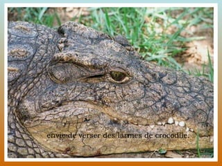 envie de verser des larmes de crocodile.  