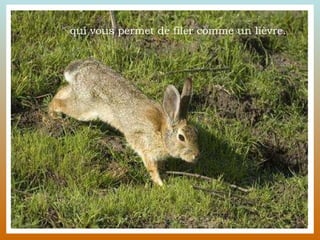 qui vous permet de filer comme un lièvre. 