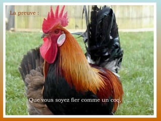 Que vous soyez fier comme un coq,  La preuve : 