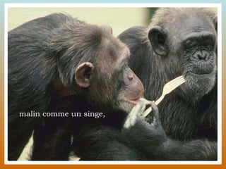 malin comme un singe, 