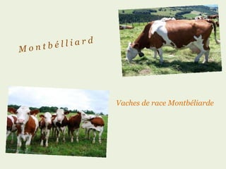 M o n t b é l l i a r d Vaches de race Montbéliarde 