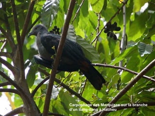 Carpophage des Marquises sur la branche d’un ilang-ilang à Hatiheu 