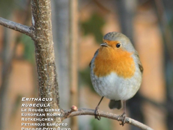Les Oiseaux Et Leurs Chants