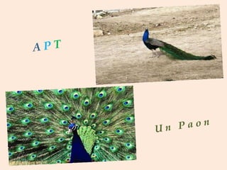 A   P  T U n   P a o n 