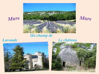 .  Un champ de Lavande  .  Le   château  Borie,  cabane en pierres sèches Murs Murs 