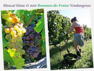 Muscat blanc & noir  Beaumes-de-Venise  Vendangeuse 
