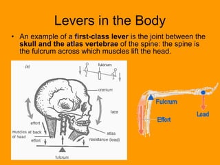 Levers in the Body An example of a  first-class lever  is the joint between the  skull and the atlas vertebrae  of the spine: the spine is the fulcrum across which muscles lift the head. 