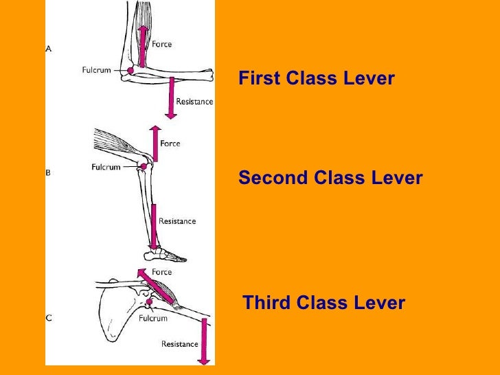 😊 Example of 1st class lever in human body. What Are the Different