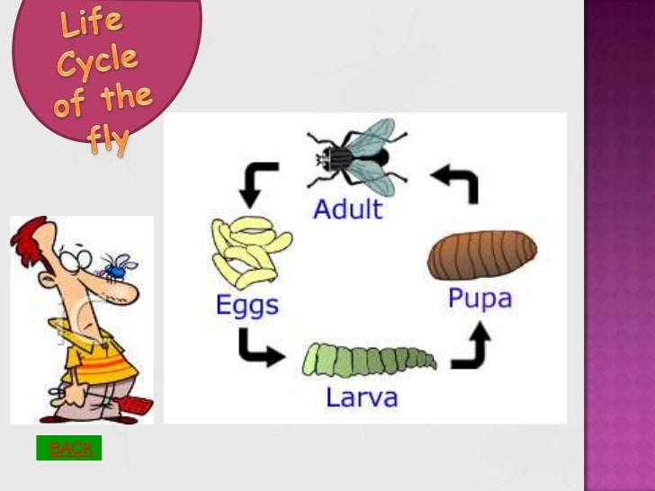 Life Cycle of the Fly