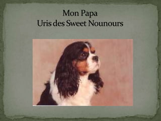 Mon PapaUris des Sweet Nounours