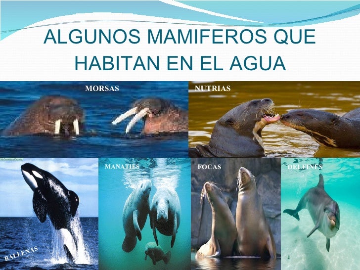 Quais Sao As Duas Ordens De Mamiferos Exclusivamente Aquaticos