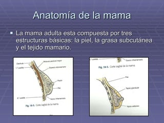 Anatomía de la mama La mama adulta esta compuesta por tres estructuras básicas: la piel, la grasa subcutánea y el tejido mamario. 