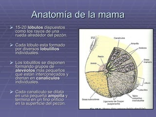 Anatomía de la mama 15-20  lóbulos  dispuestos como los rayos de una rueda alrededor del pezón. Cada lóbulo esta formado  por diversos  lobulillos  individuales. Los lobulillos se disponen formando grupos de  alevéolos  más pequeños  que están interconecados y drenan en  canalículos  individuales. Cada canalículo se dilata en una pequeña  ampolla  y termina en un fino orificio en la superficie del pezón. 