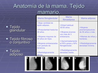Anatomía de la mama. Tejido mamario. Tejido glandular Tejido fibroso o conjuntivo Tejido adiposo Mujeres posmenopáusicas de 50 años o más. Mamas de niños y hombres. Radiológicamente  densidad mínima. Edad habitual: 30-50 años. Mujeres jóvenes con más de 3 embarazos. Aproximadamente el 50% grasa y 50% fibroglandular. Radiológicamente densidad media. Baja cantidad de tejido adiposo. Pospubertad hasta los 30 años. Mujeres mayores de 30 años sin hijos. Mujeres embarazadas o en periodo de lactancia. Radiológicamente densa. Mama adiposa Mama fibroadiposa Mama fibroglandular 