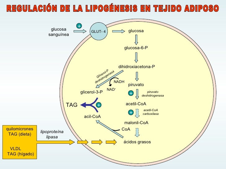 La mejor solución para tabla metabolismo basal