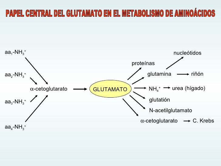 Crema para acelerador de metabolismo y quemador de grasa