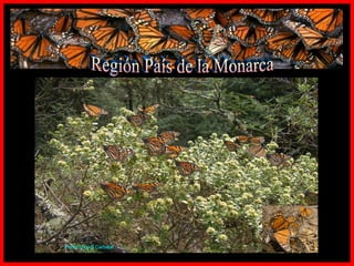 Región País de la Monarca Photo  © by B.Carbajal  