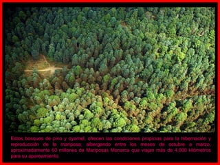 Estos bosques de pino y oyamel, ofrecen las condiciones propicias para la hibernación y reproducción de la mariposa, albergando entre los meses de octubre a marzo, aproximadamente 60 millones de Mariposas Monarca que viajan más de 4,000 kilómetros para su apareamiento.  