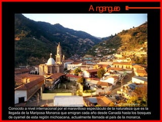 Conocido a nivel internacional por el maravilloso espectáculo de la naturaleza que es la llegada de la Mariposa Monarca que emigran cada año desde Canadá hasta los bosques de oyamel de esta región michoacana, actualmente llamada el país de la monarca.  Angangueo Photo  © by SilverRedFox  E 