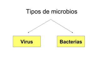 Tipos de microbios Virus Bacterias 