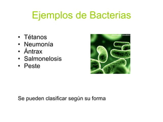 Ejemplos de Bacterias Tétanos Neumonía  Ántrax Salmonelosis Peste Se pueden clasificar según su forma 