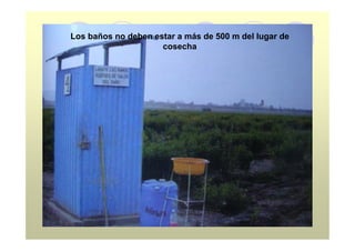 Los baños no deben estar a más de 500 m del lugar de
                     cosecha
 
