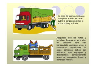 En caso de usar un medio de
 transporte abierto, se debe
 cubrir la carga para evitar el
 sol, el polvo y la lluvia




Asegúrese que las frutas y
hortalizas frescas no se envíen
en      camiones    que    han
transportado animales vivos o
substancias perjudiciales. Si
estos camiones deben ser
utilizados, lave, enjuague y
desinféctelos    completamente
antes de transportar frutas y
hortalizas frescas.
 