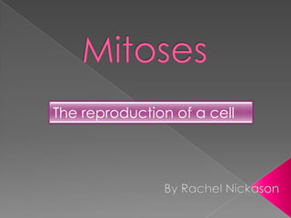 Mitoses The reproduction of a cell By Rachel Nickason 