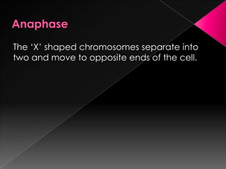 AnaphaseThe ‘X’ shaped chromosomes separate into two and move to opposite ends of the cell.