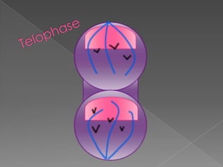 Telophase