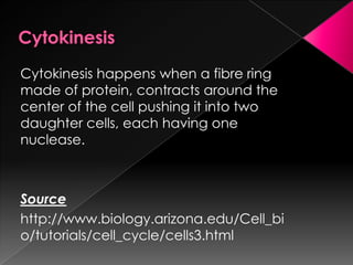 CytokinesisCytokinesis happens when a fibre ring made of protein, contracts around the center of the cell pushing it into two daughter cells, each having one nuclease.  Sourcehttp://www.biology.arizona.edu/Cell_bio/tutorials/cell_cycle/cells3.html