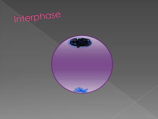 Interphase
