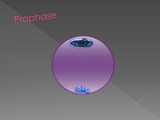 Prophase