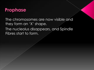 ProphaseThe chromosomes are now visible and they form an ‘X’ shape.The nucleolus disappears, and Spindle Fibres start to form.