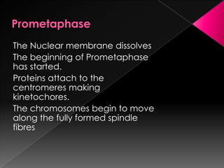PrometaphaseThe Nuclear membrane dissolvesThe beginning of Prometaphase has started. Proteins attach to the centromeres making kinetochores.The chromosomes begin to move along the fully formed spindle fibres