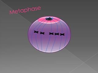 Metaphase