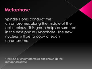 MetaphaseSpindle Fibres conduct the chromosomes along the middle of the cell nucleus.  This group helps ensure that in the next phase (Anaphase) The new nucleus will get a copy of each chromosome.*The Line of chromosomes Is also known as the metaphase plate