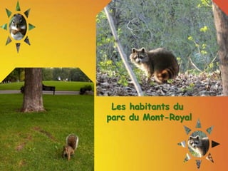 Les habitants du parc du Mont-Royal