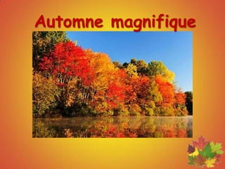 Automne magnifique