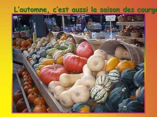 L’automne, c’est aussi la saison des courges
