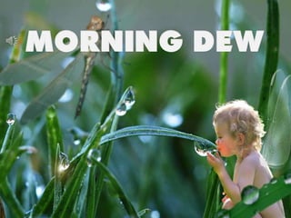 MORNING DEW 
